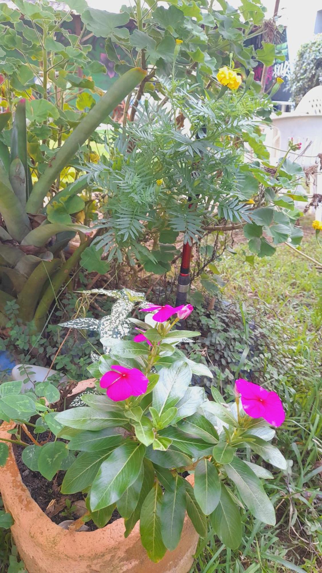 Pousada Flora Buzios 외부 사진